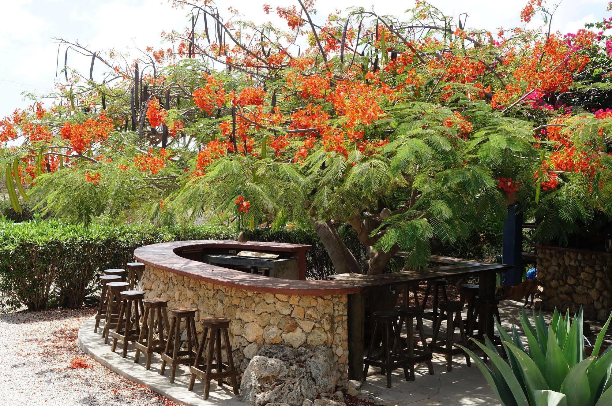 Caribbean Chillout Apartments Playa Extérieur photo